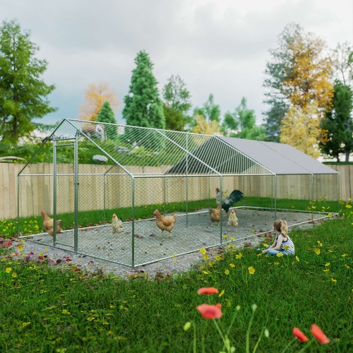 Chicken run cage walk pet - chicken,