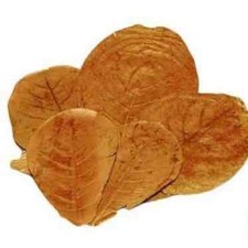 Catappa leaves (XL) - Aquarium