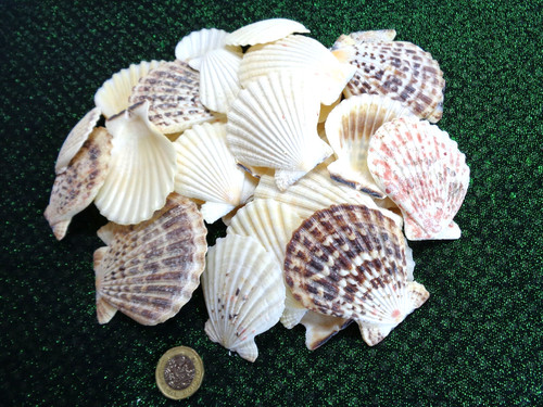 Scallop candy fan - x,