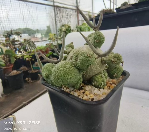 Pseudolithos migiurtinus