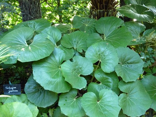Farfugium giganteum plug plant - plug,