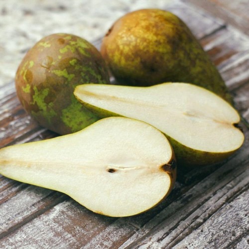 Pear conference tree - pear,