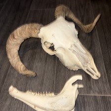 real animal ram Sheep skull