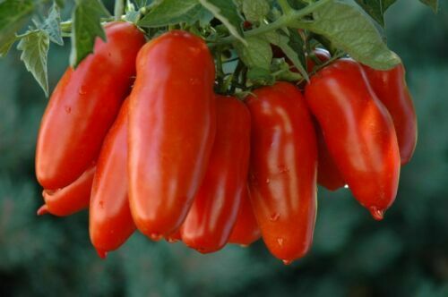 San marzano plug plants - marzano,