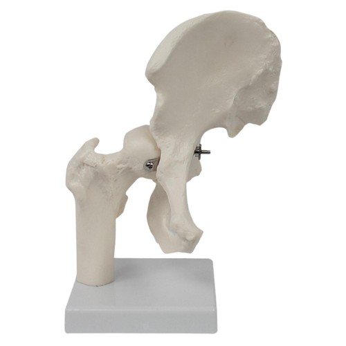 Human hip joint model - joint, sturdy