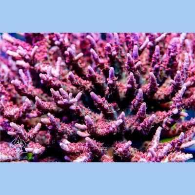 Aci cultured vivid confetti - aci,