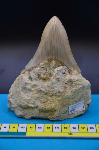 Stunning megalodon shark - stunning,