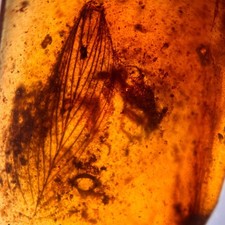 FEATHER in Burmese / Burmite amber fossil / 100% genuine amber 