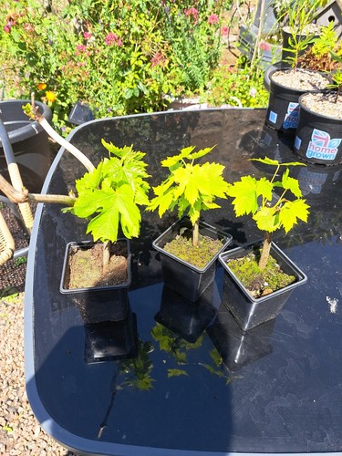 Well rooted seedless grape - rooted,