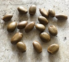 15x Soursop Seeds, Annona