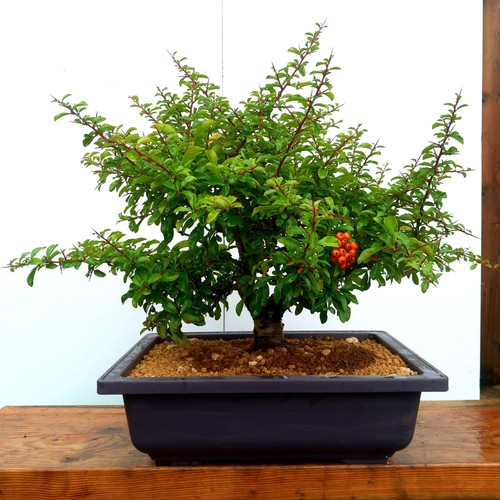 Pyracantha coccinea scarlet - pyracantha,