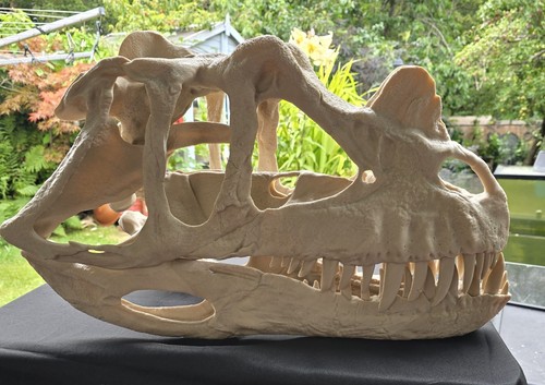 Ceratosaurus dinosaur skull - ceratosaurus,