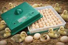 Automatic egg incubator - egg, 70