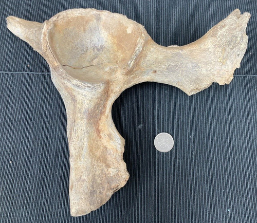 Large fossil specimen - large,