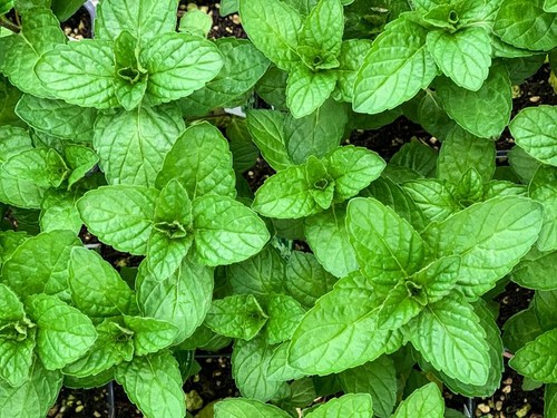 Mint seeds grow your own - mint,