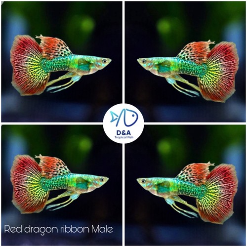 Trio live guppy - guppy, fish