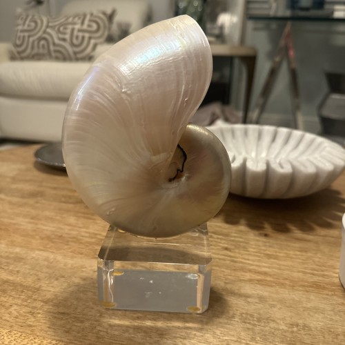Beautiful pearlized chambered - pearlized,