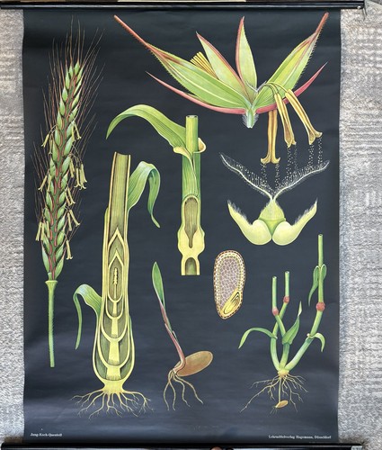 Vintage wall chart - wall, |
