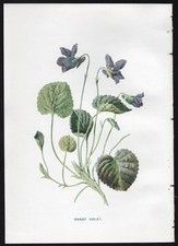 c1902 Hulme Familiar Wild