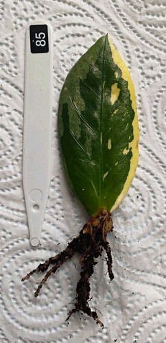 Zamioculcas zamiifolia - zamioculcas,