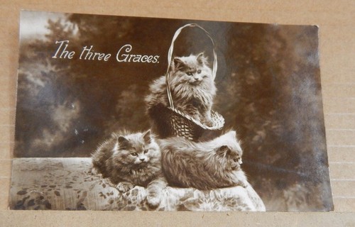 Postcard animals persian - animals,