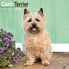 Cairn Terrier Calendar 2026 -