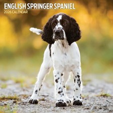 English Springer Spaniel 2026