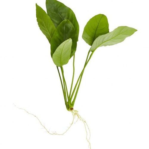 Anubias nana live aquarium - nana,