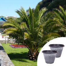 Tropical Palms, Phoenix Canary Island Pair, 55-75cm Tall, with 30cm Planters