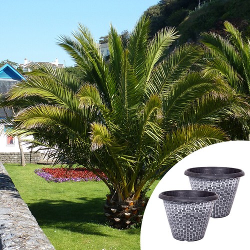 Tropical palms phoenix canary - phoenix,
