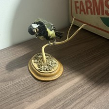 Taxidermy great Tit On A