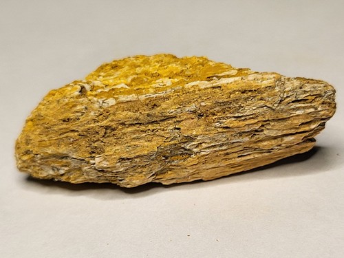 Spinosaurus dinosaur fossil - dinosaur,