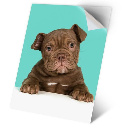Vinyl sticker cute - vinyl,