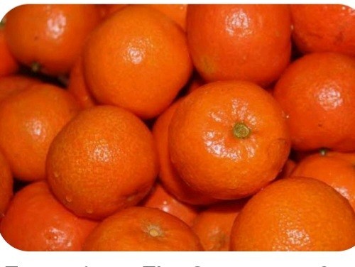 Young lemon tangerine plant - lemon,