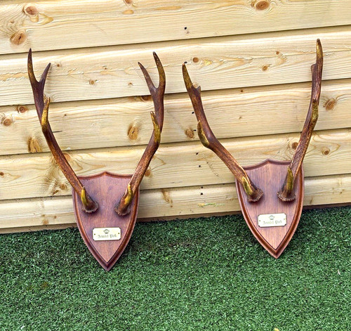 Antique pair arundel park deer - antique,