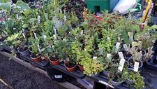 9cm Herbs,  125 Varieties - Grown in Wales