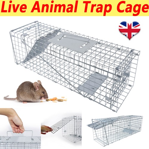 Rat mouse trap - mouse, catcher
