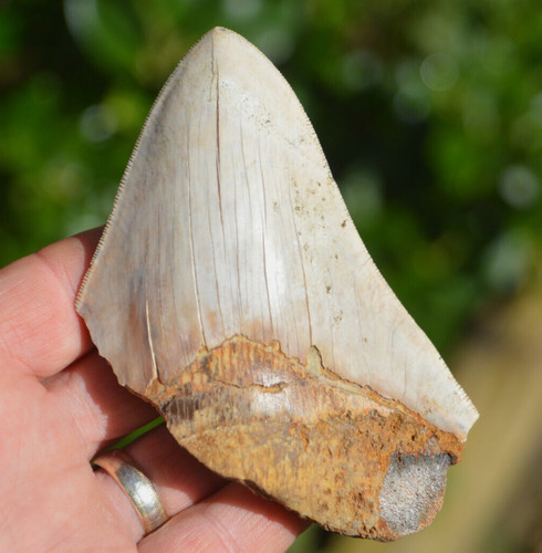 Lovely big serrated megalodon - big,