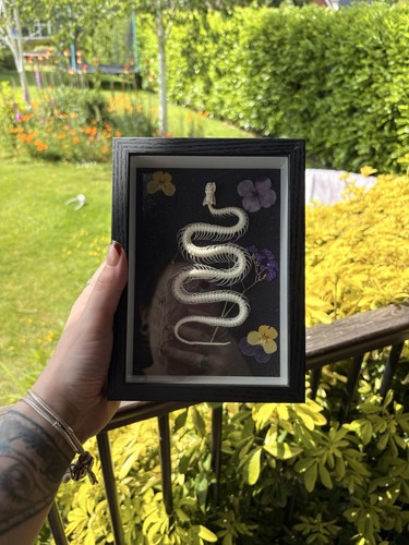 Genuine snake skeleton framed - genuine,