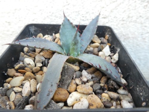 Agave guiengola shown - guiengola,, 7cm
