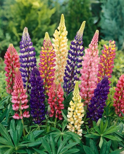 Lupin russel mix large plug - lupin,