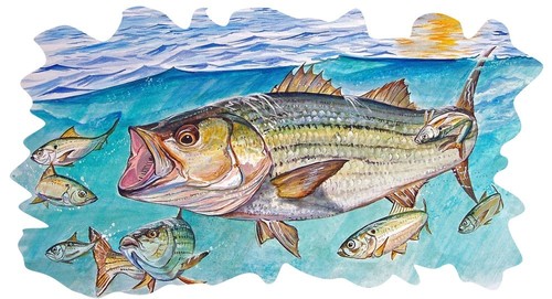 Striper striped bass rock - bass,