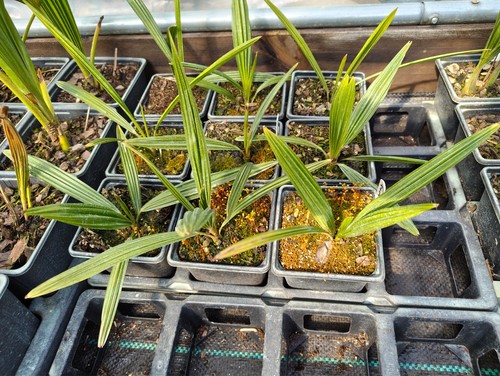 Trachycarpus fortunei t - fortunei, x