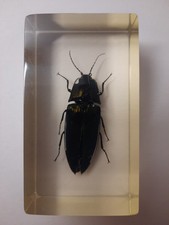 Click Beetle Real Insect Bug