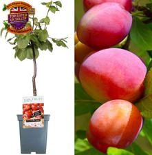 Patio Fruit Tree Collection |