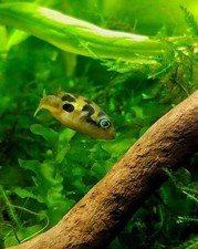 3-Pack Dwarf BB Puffer Tank