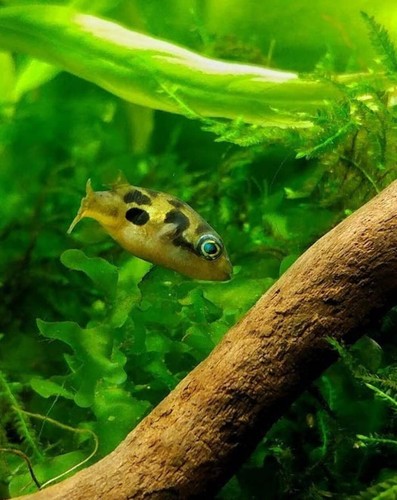 Pack dwarf puffer tank - puffer,