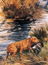 CHESAPEAKE BAY RETRIEVER DOG