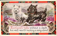 1952 Dogs West Highland & Scotch Terrier Scotland's Hills Printed Postcard poste