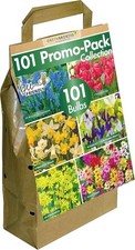 101 Dutch Bulbs | Big Buy
